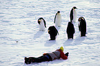 tourist and emperor penguin
