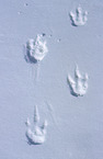 Emperor Penguin footmarks