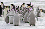 Emperor Penguins