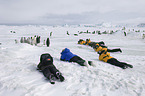 Emperor Penguins