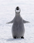 Emperor Penguin