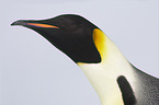 Emperor Penguin