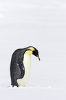 Emperor Penguin