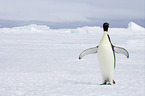 Emperor Penguin