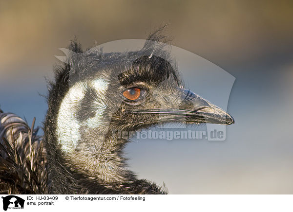 Groer Emu Portrait / emu portrait / HJ-03409