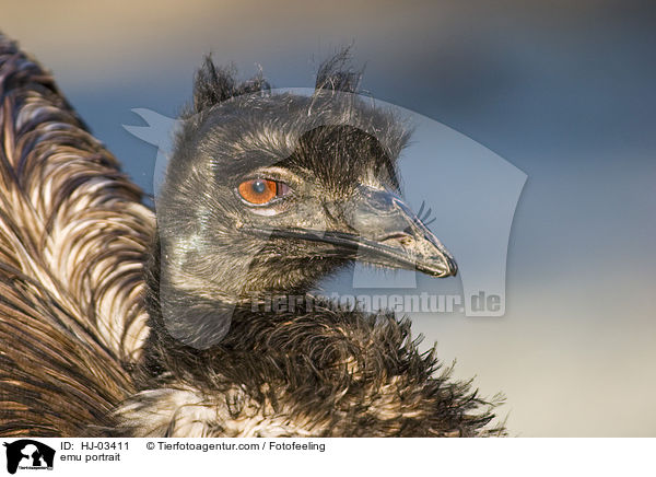 emu portrait / HJ-03411