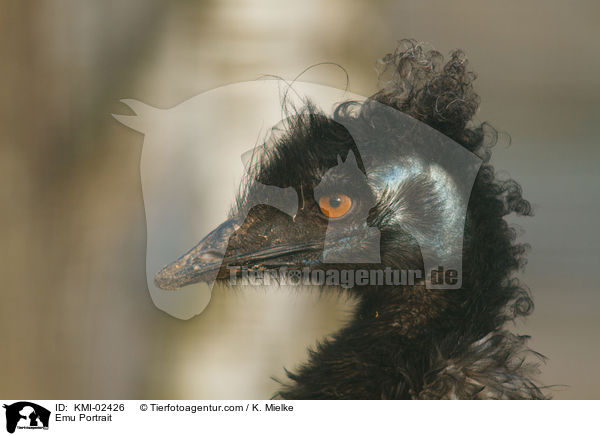 Emu Portrait / Emu Portrait / KMI-02426