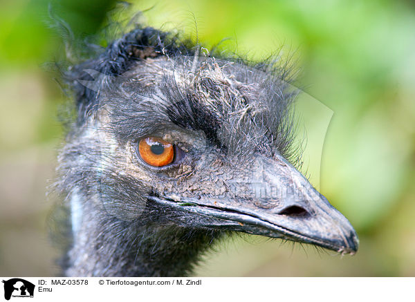Emu / MAZ-03578