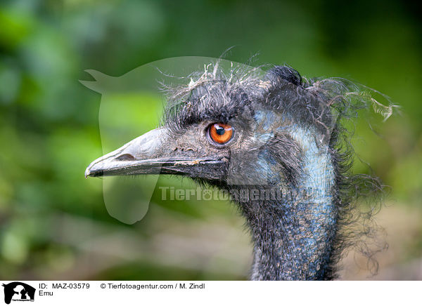 Emu / Emu / MAZ-03579