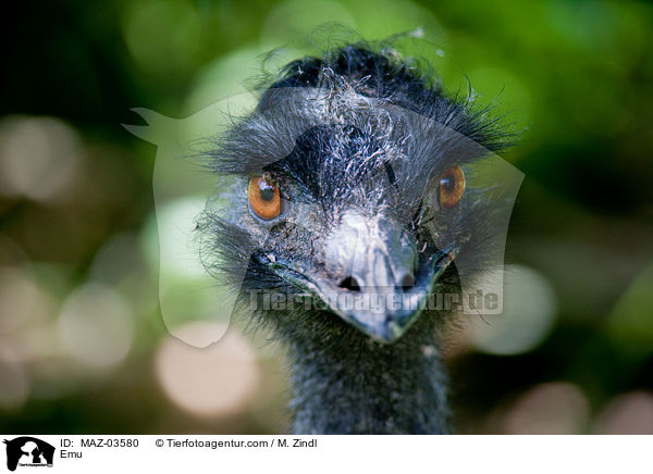 Emu / MAZ-03580
