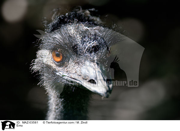 Emu / Emu / MAZ-03581