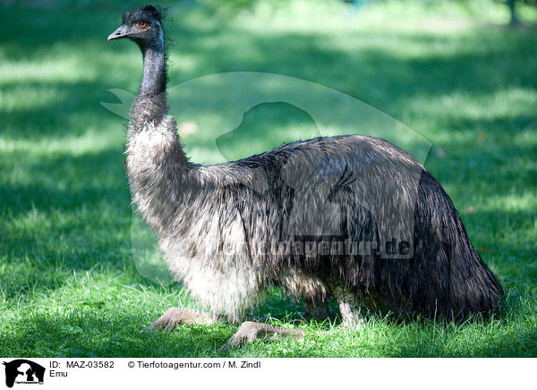Emu / Emu / MAZ-03582