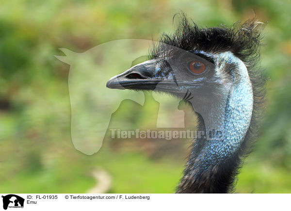 Emu / Emu / FL-01935