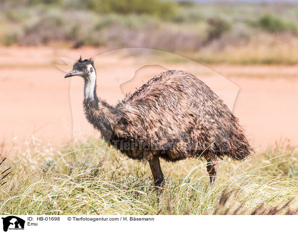 Emu / Emu / HB-01698