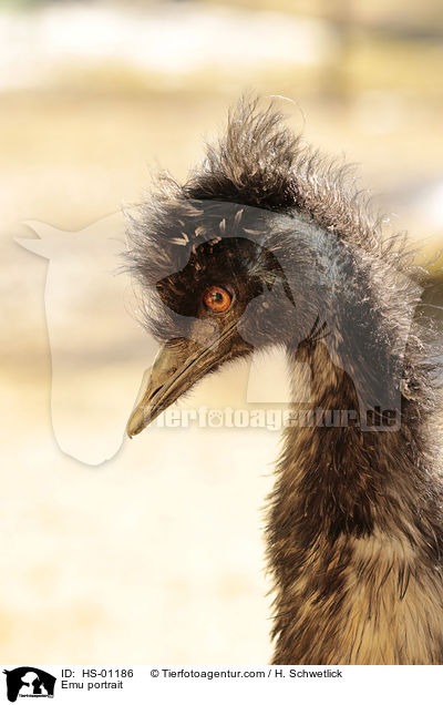 Emu Portrait / Emu portrait / HS-01186