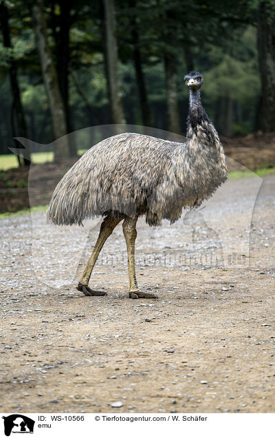 Grosser Emu / emu / WS-10566