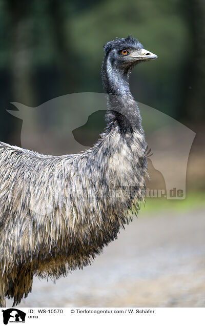 Grosser Emu / emu / WS-10570