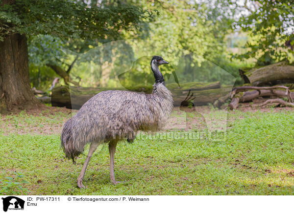 Emu / Emu / PW-17311