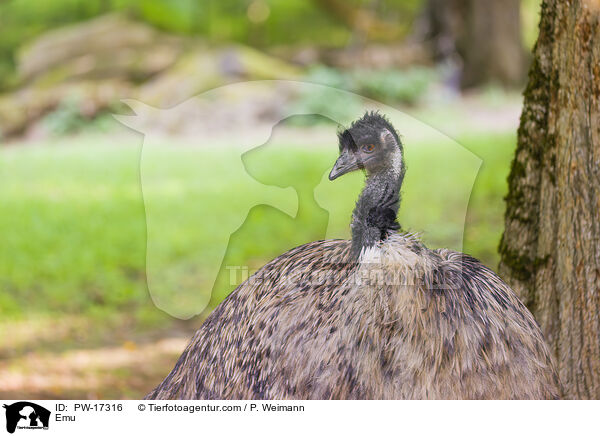 Emu / PW-17316