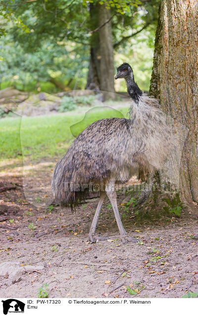 Emu / PW-17320