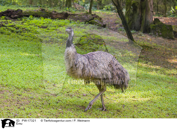 Emu / PW-17321