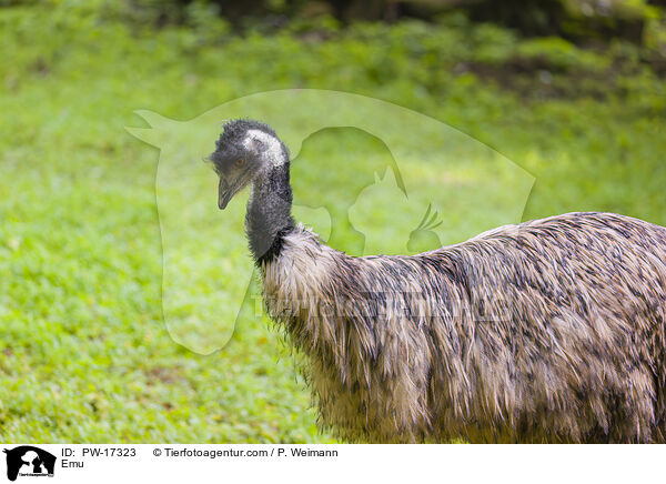 Emu / Emu / PW-17323