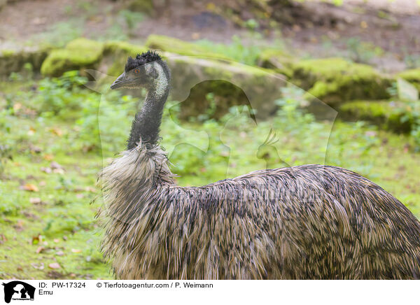 Emu / Emu / PW-17324