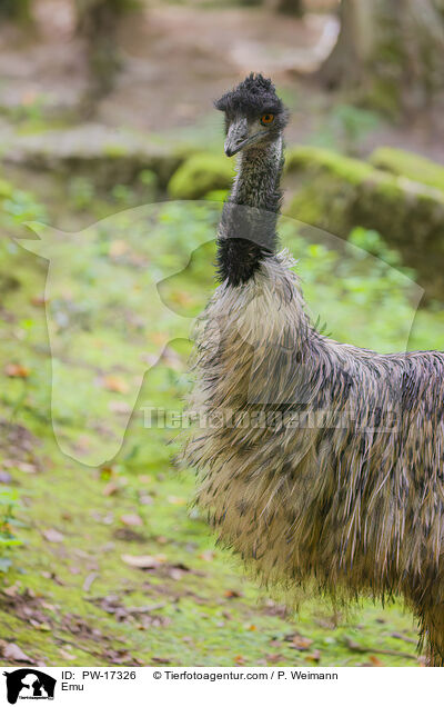 Emu / Emu / PW-17326