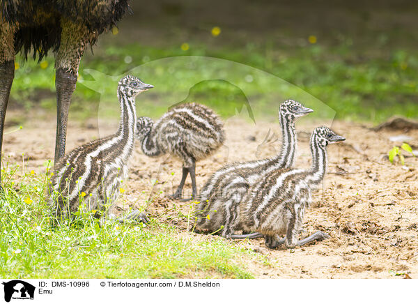 Emu / Emu / DMS-10996