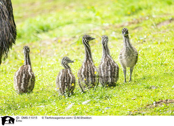 Emu / Emu / DMS-11015