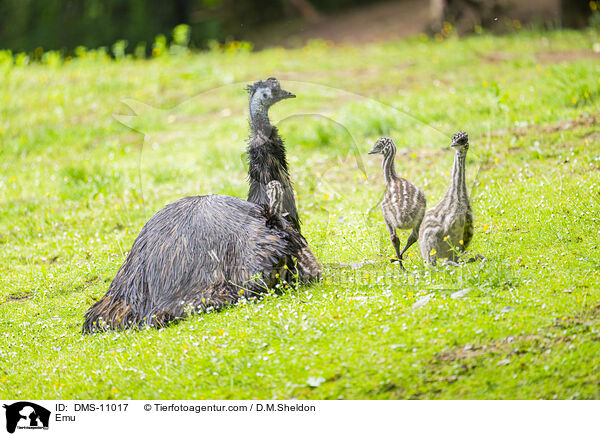Emu / Emu / DMS-11017