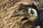 emu