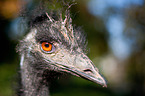 emu