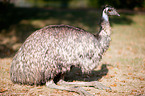 Emu