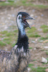 Emu