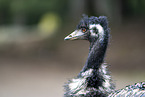 emu