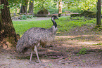 Emu