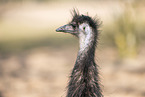 Emu