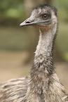 Emu