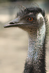 Emu