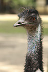Emu