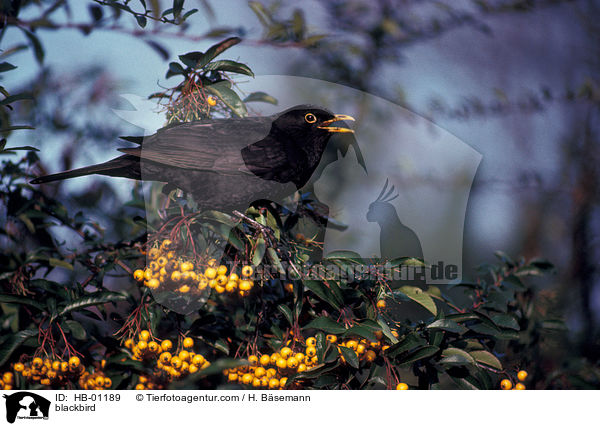 Amsel / blackbird / HB-01189