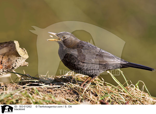 Amsel / blackbird / SO-01262