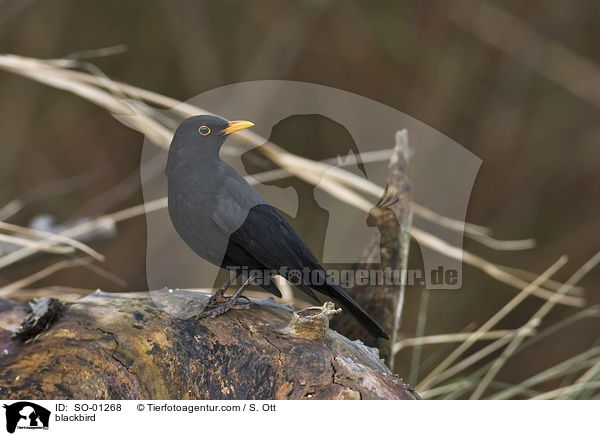 blackbird / SO-01268