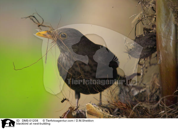 Amsel beim Nestbau / blackbird at nest-building / DMS-01208