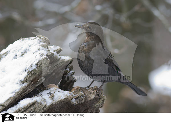 Amsel / blackbird / THA-01343