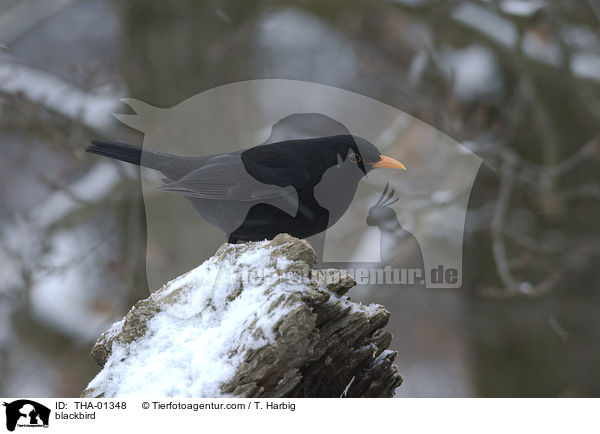 Amsel / blackbird / THA-01348