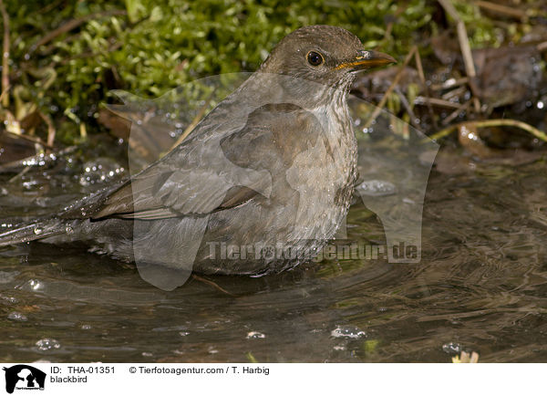 Amsel / blackbird / THA-01351