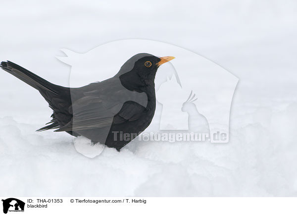 Amsel / blackbird / THA-01353