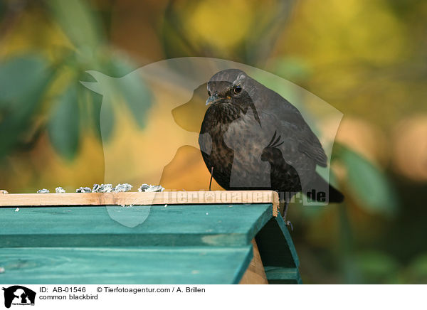 Amsel / common blackbird / AB-01546